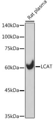 Western Blot: LCAT Antibody (9C2U3) [NBP3-15692]