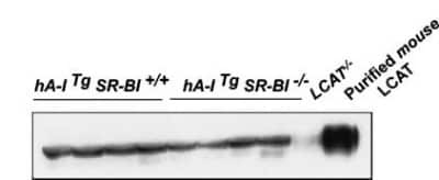 Western Blot: LCAT Antibody [NBP1-05950]