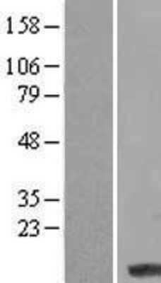 Western Blot: LCE3D Overexpression Lysate [NBL1-12458]