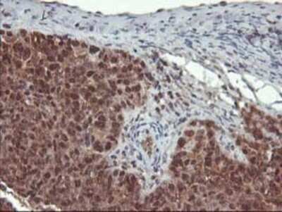 Immunohistochemistry-Paraffin: LCMT1 Antibody (OTI2C9) [NBP2-00923]