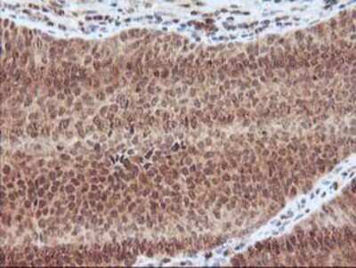 Immunohistochemistry-Paraffin: LCMT1 Antibody (OTI2C9) [NBP2-00923]