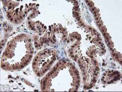 Immunohistochemistry-Paraffin: LCMT1 Antibody (OTI2C9) [NBP2-00923]
