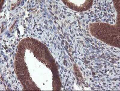 Immunohistochemistry-Paraffin: LCMT1 Antibody (OTI2C9) [NBP2-00923]