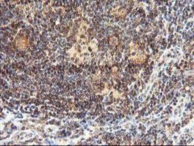 Immunohistochemistry-Paraffin: LCMT1 Antibody (OTI2C9) [NBP2-00923]