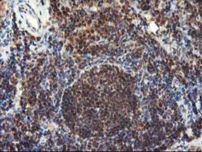 Immunohistochemistry-Paraffin: LCMT1 Antibody (OTI2C9) [NBP2-00923]