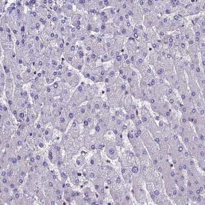 Immunohistochemistry-Paraffin: LCMT1 Antibody [NBP2-14188]