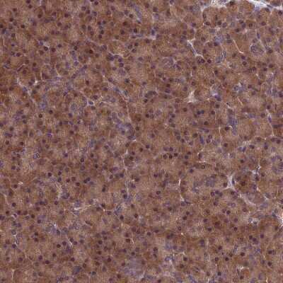 Immunohistochemistry-Paraffin: LCMT1 Antibody [NBP2-14188]