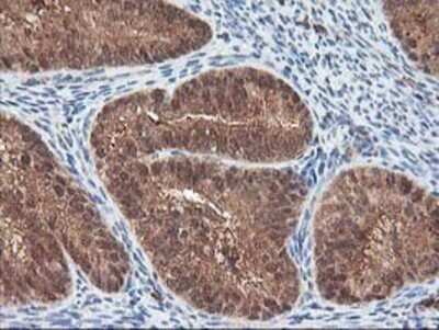 Immunohistochemistry: LCMT1 Antibody (OTI2C9) - Azide and BSA Free [NBP2-71927]