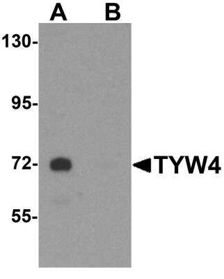 Western Blot: LCMT2 AntibodyBSA Free [NBP1-76585]