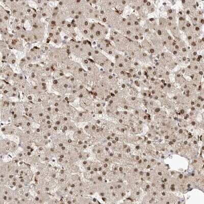 Immunohistochemistry-Paraffin: LCORL Antibody [NBP1-82036]