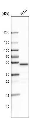 Western Blot: 0 [NBP1-83477]