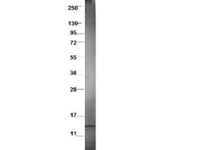 Western Blot: CCL3L1/LD78 beta Antibody [NBP1-42775]