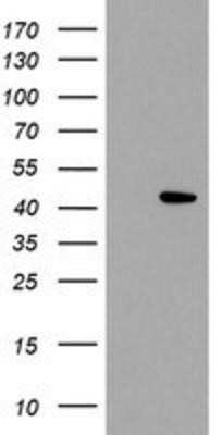 Western Blot: LDAH Antibody (OTI2G9)Azide and BSA Free [NBP2-72122]