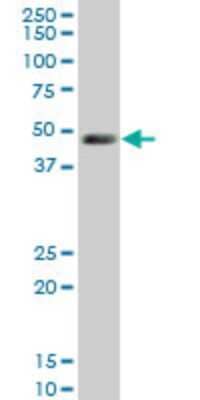 Western Blot: LDB1 Antibody (2G9) [H00008861-M02]