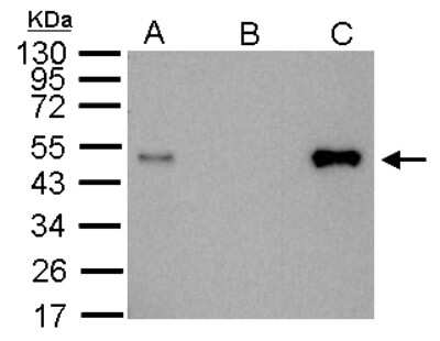 Western Blot: LDB1 Antibody [NBP1-31362]