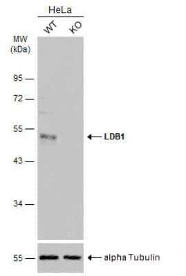 Knockout Validated: LDB1 Antibody [NBP1-31362]