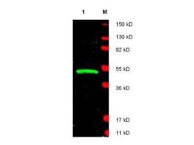 Western Blot: LDB1 Antibody [NBP1-77832]