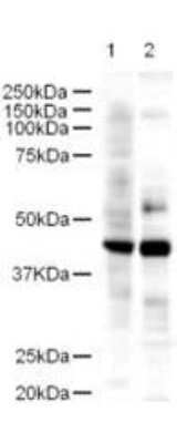 Western Blot: LDB2 Antibody [NB600-480]