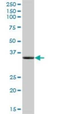 Western Blot: LDHAL6A Antibody [H00160287-B01P]