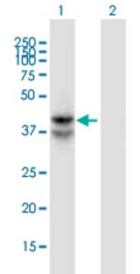 Western Blot: LDHAL6B Antibody (1A3) [H00092483-M01]