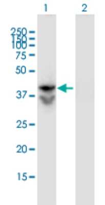 Western Blot: LDHAL6B Antibody (1C9) [H00092483-M04]