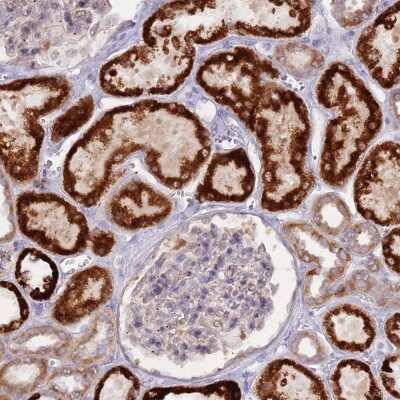 Immunohistochemistry-Paraffin: LDHD Antibody [NBP2-30523]