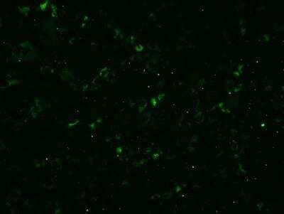 Immunocytochemistry/ Immunofluorescence: LDLR Antibody (C7) [NBP1-78159]