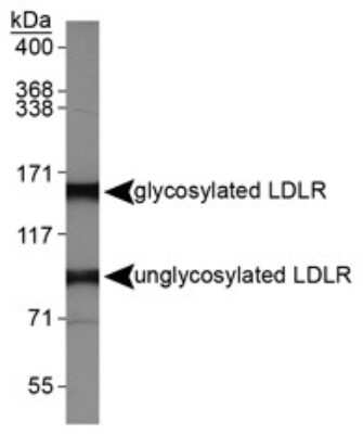 Western Blot: LDLR AntibodyBSA Free [NBP1-06709]