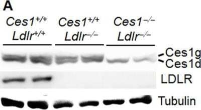 Knockout Validated: LDLR Antibody - BSA Free [NBP1-06709]