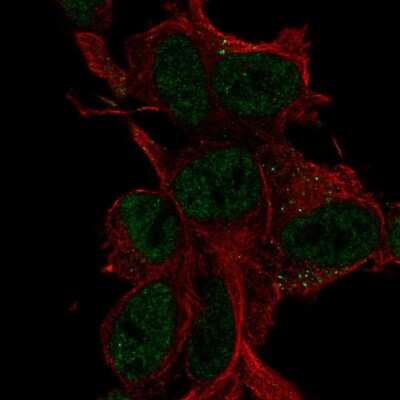 Immunocytochemistry/ Immunofluorescence: LDLRAD4 Antibody [NBP2-56724]