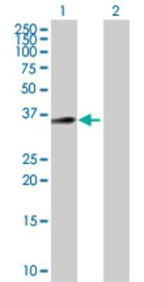 Western Blot: LDLRAD4 Antibody [H00000753-B01P]