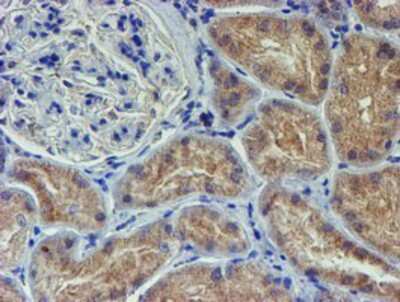 Immunohistochemistry-Paraffin: LECT2 Antibody (OTI2A11) [NBP2-01632]