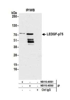 Immunoprecipitation: LEDGF Antibody [NB110-40560]