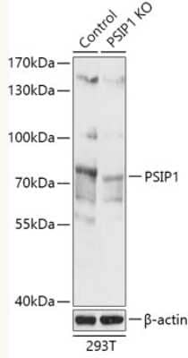 Knockout Validated: LEDGF Antibody - Azide and BSA Free [NBP3-03656]