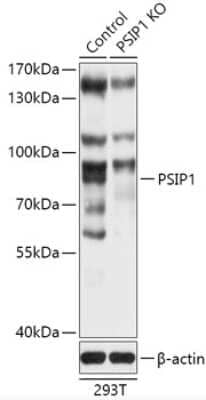 Knockout Validated: LEDGF Antibody - Azide and BSA Free [NBP3-03657]