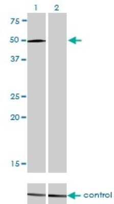 Western Blot: LEF1 Antibody (3H5) [H00051176-M01]