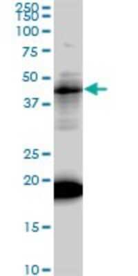 Western Blot: LEF1 Antibody (3H5) [H00051176-M01]