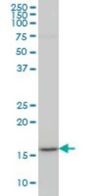 Western Blot: LEF1 Antibody (3H5) [H00051176-M01]