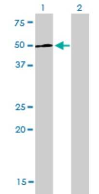 Western Blot: LEF1 Antibody (3H5) [H00051176-M01]