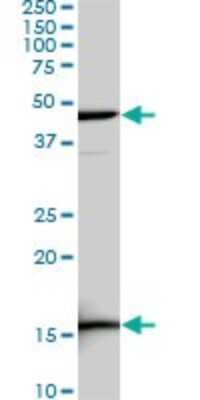 Western Blot: LEF1 Antibody (5A3) [H00051176-M03]