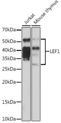 Western Blot: LEF1 Antibody (9I9T4) [NBP3-16420]