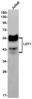 Western Blot: LEF1 Antibody (S02-3A4) [NBP3-19675]