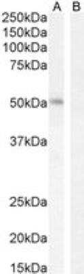 Western Blot: LEF1 Antibody [NB100-41374]