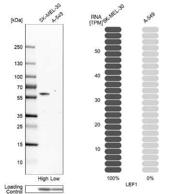 Western Blot: LEF1 Antibody [NBP1-86960]