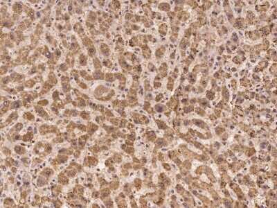 Immunohistochemistry-Paraffin: LEKR1 Antibody [NBP3-06248]