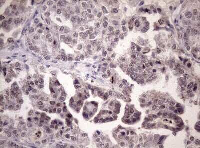 Immunohistochemistry: LELP1 Antibody (OTI3D5) - Azide and BSA Free [NBP2-72412]
