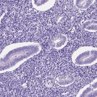 Immunohistochemistry-Paraffin: LELP1 Antibody [NBP2-49624]