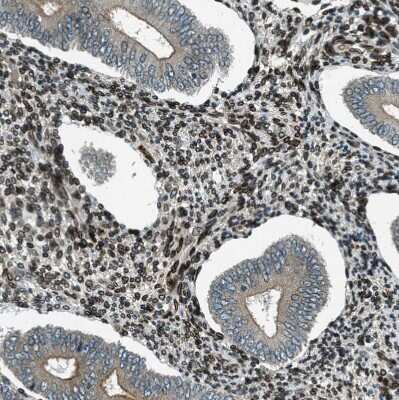 Immunohistochemistry-Paraffin: LEMD2 Antibody [NBP1-85175]