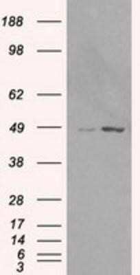 Western Blot: LEMD3 Antibody (OTI6C10)Azide and BSA Free [NBP2-71744]