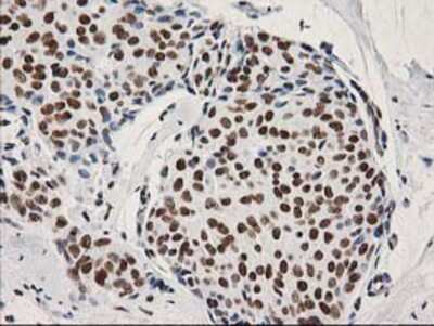 Immunohistochemistry-Paraffin: LENG1 Antibody (OTI10A7) [NBP2-00915]
